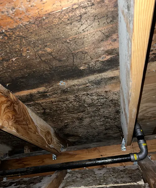 Mold Remediation in Attic Over Pool in Bellevue 